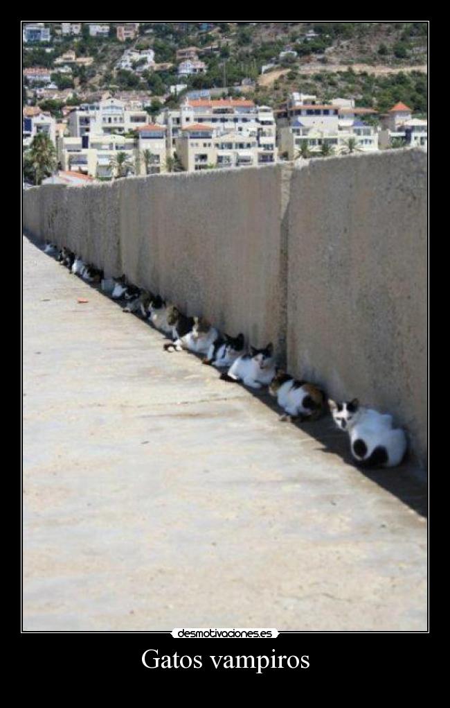 Gatos vampiros -