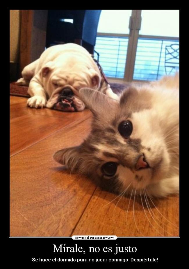 Mírale, no es justo -