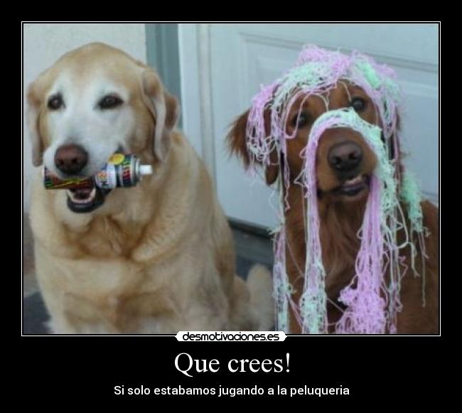 carteles perros desmotivaciones