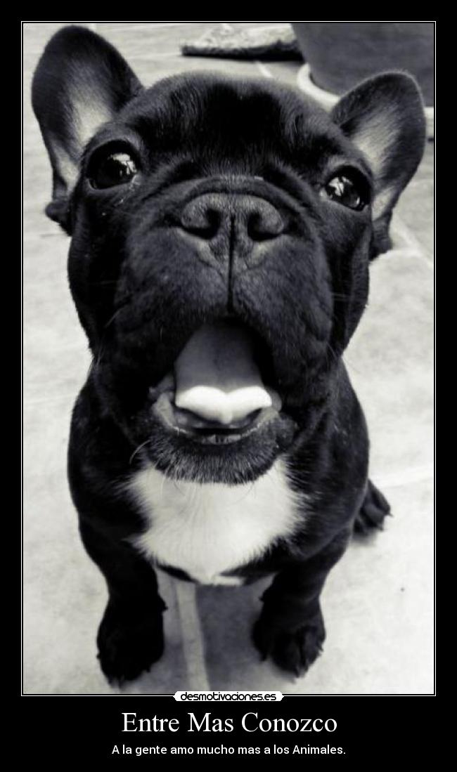 carteles entre mas conozco gente amo mucho mas los animales perro amor lengua pug dog calle gris desmotivaciones