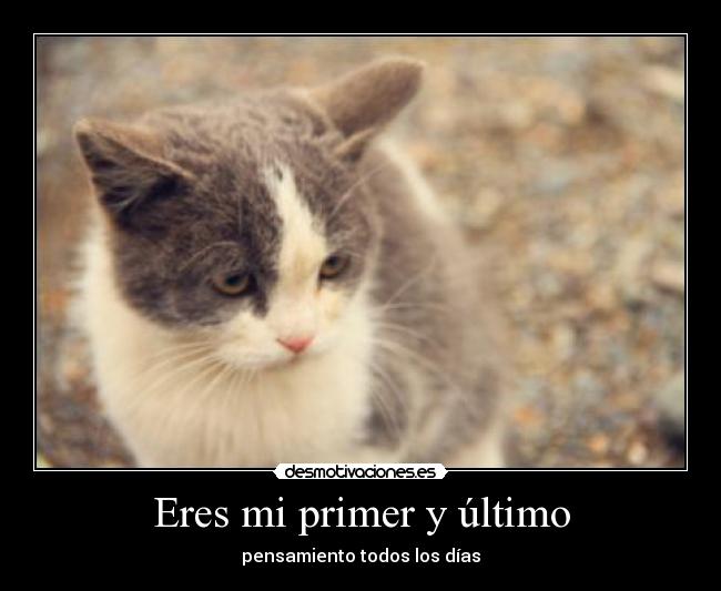 carteles cat desmotivaciones