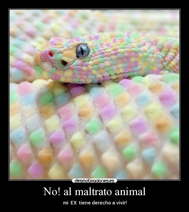 No! al maltrato animal - mi EX tiene derecho a vivir!