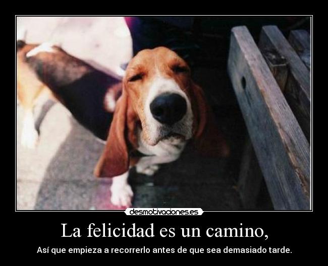 carteles felicidad efectolikot fraseslikot este perrito tan hermoxo pude evitar hacer cartek con desmotivaciones