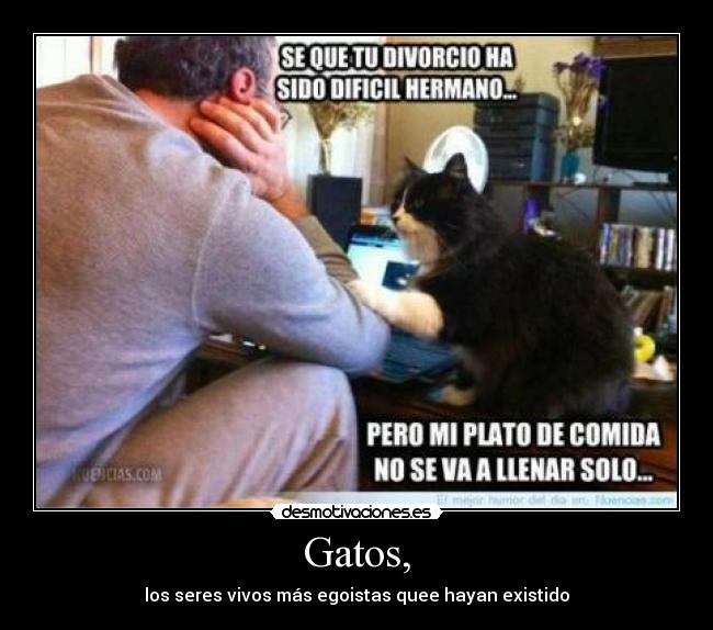 Gatos, - los seres vivos más egoistas quee hayan existido