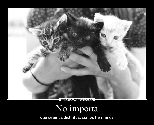 No importa - que seamos distintos, somos hermanos.