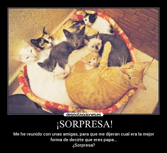 ¡SORPRESA! - Me he reunido con unas amigas, para que me dijeran cual era la mejor
forma de decirte que eres papa...
¿Sorpresa?