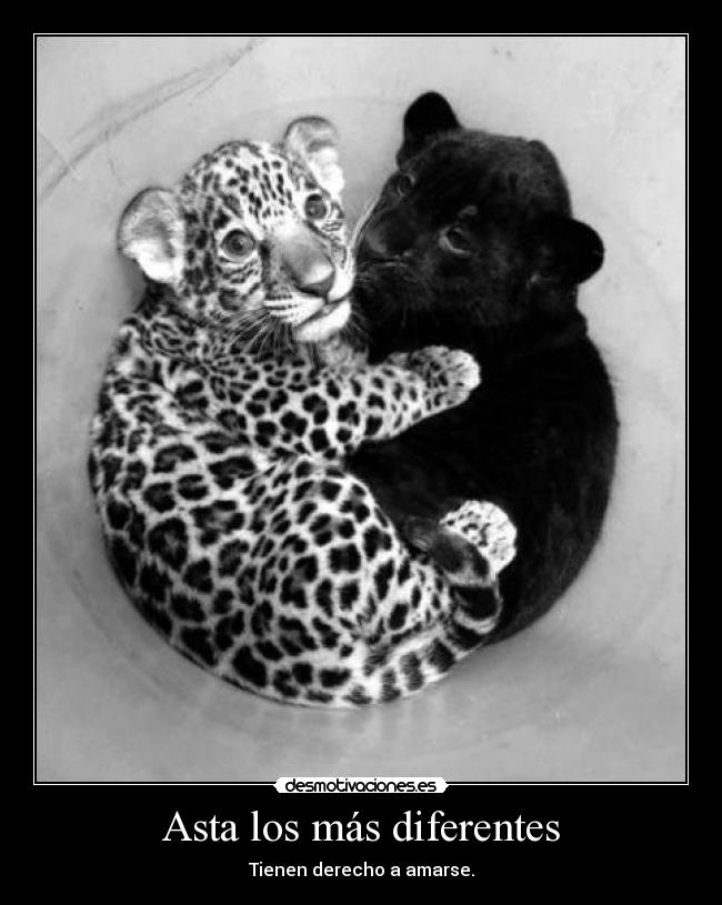 carteles amar desmotivaciones