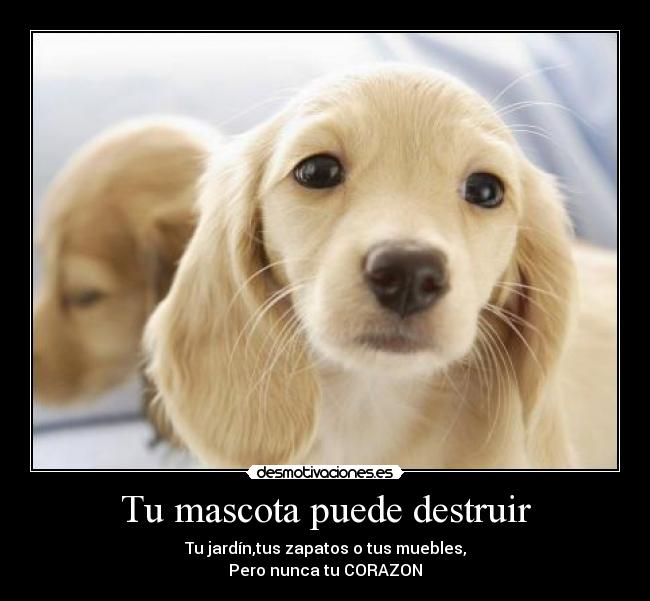 Tu mascota puede destruir - Tu jardín,tus zapatos o tus muebles,
Pero nunca tu CORAZON
