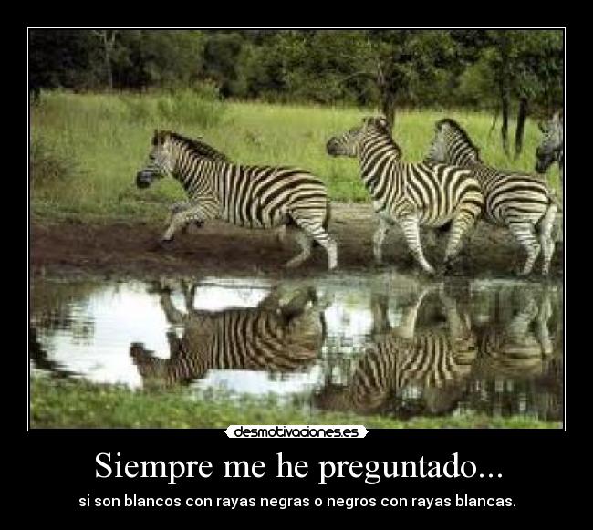 Siempre me he preguntado... - si son blancos con rayas negras o negros con rayas blancas.