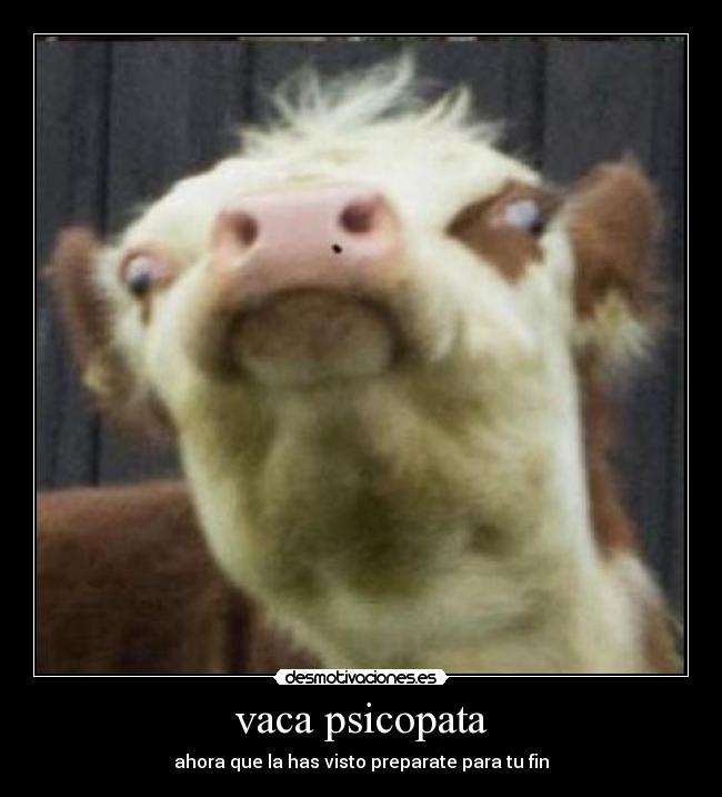 vaca psicopata - ahora que la has visto preparate para tu fin
