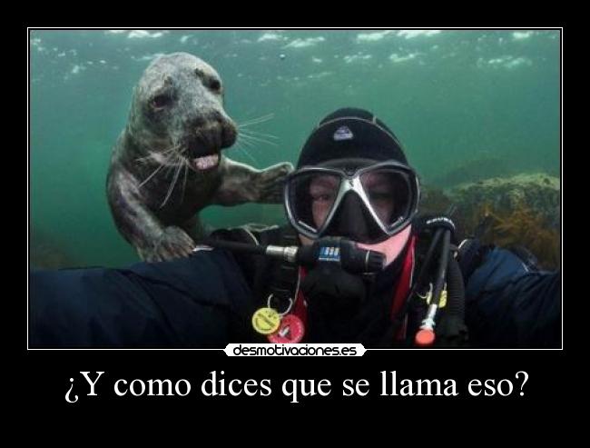 ¿Y como dices que se llama eso? - 