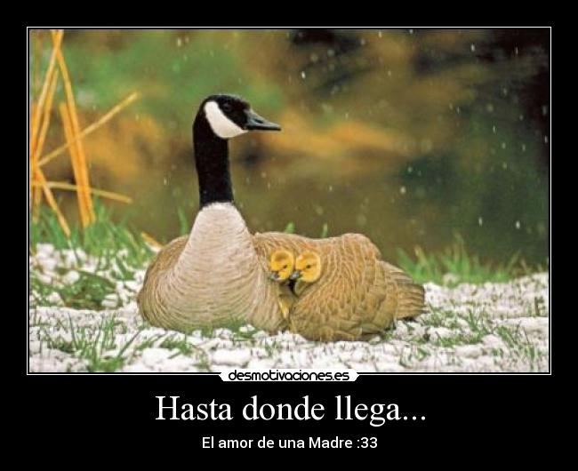 Hasta donde llega... -
