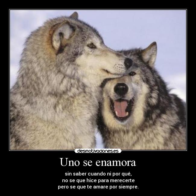 Uno se enamora - sin saber cuando ni por qué,
no se que hice para merecerte
pero se que te amare por siempre.