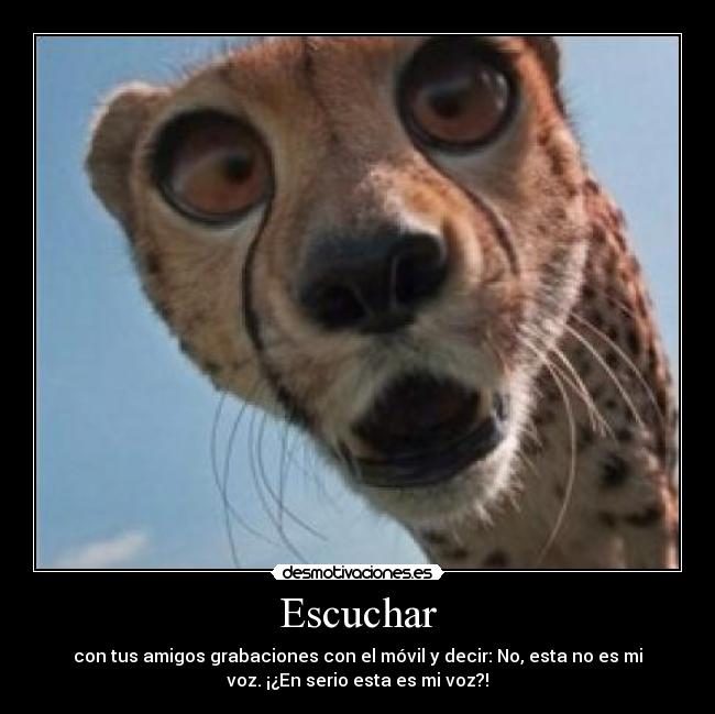 Escuchar - con tus amigos grabaciones con el móvil y decir: No, esta no es mi
voz. ¡¿En serio esta es mi voz?!