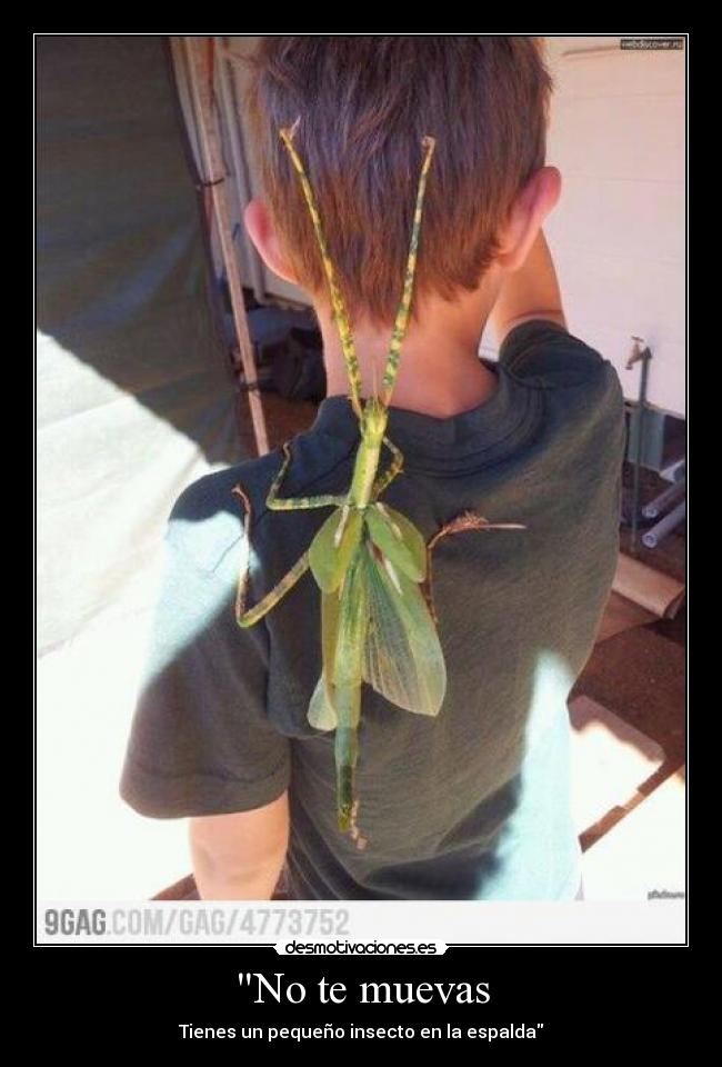 No te muevas - Tienes un pequeño insecto en la espalda