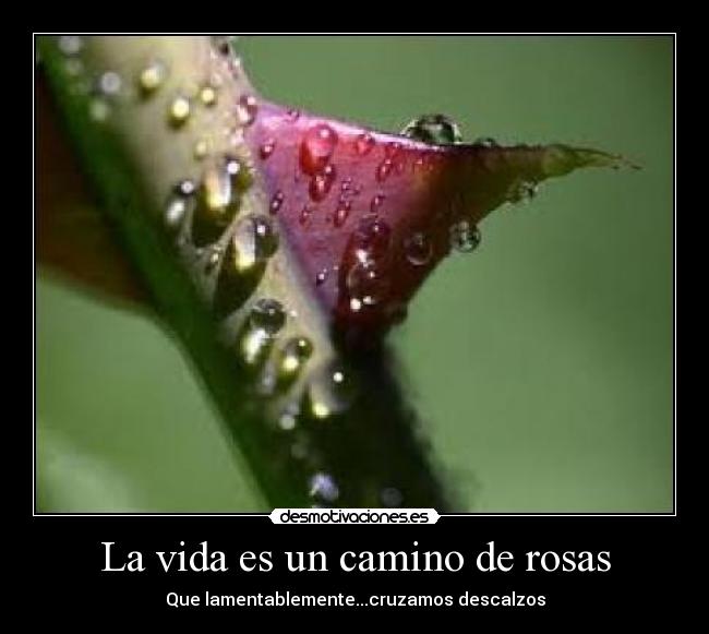 La vida es un camino de rosas - Que lamentablemente...cruzamos descalzos
