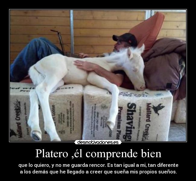 Platero ,él comprende bien - 