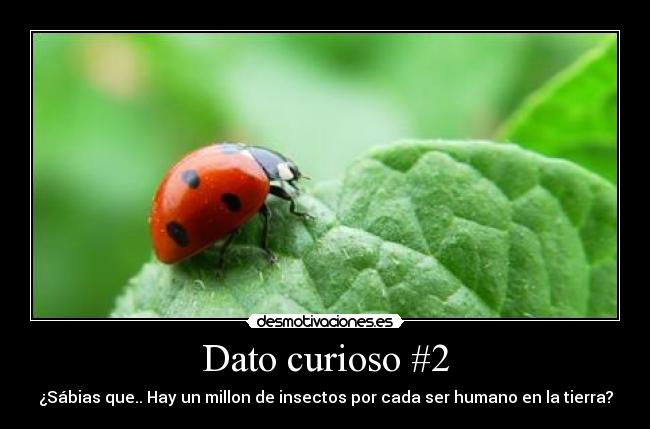 Dato curioso #2 - ¿Sábias que.. Hay un millon de insectos por cada ser humano en la tierra?