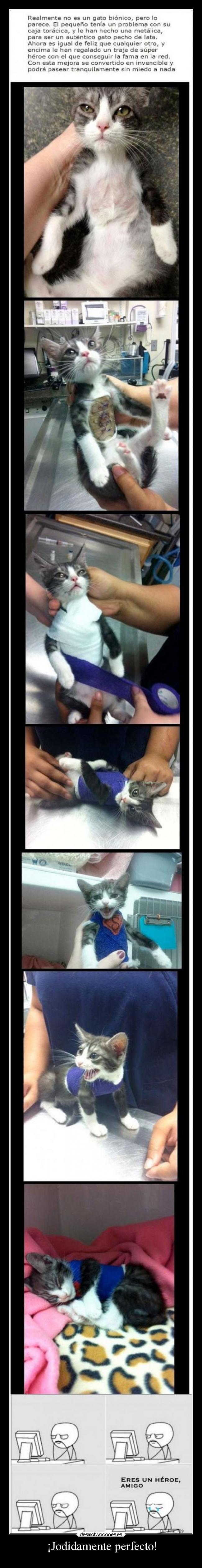 carteles gato superman desmotivaciones