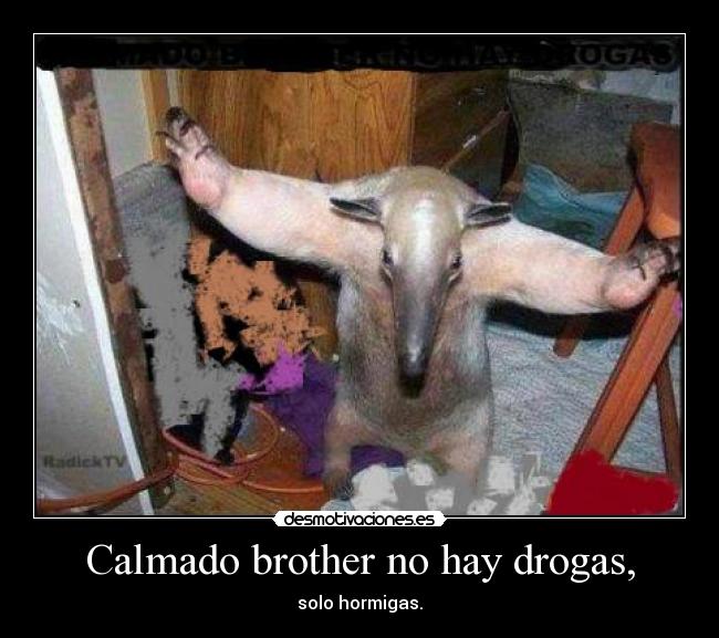 Calmado brother no hay drogas, - solo hormigas.