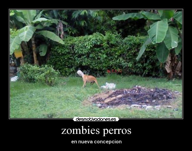 zombies perros - 