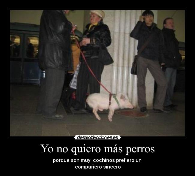 carteles puerco arana presente todos lados desmotivaciones