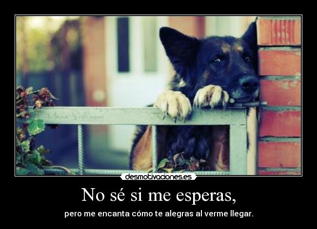 No sé si me esperas, - pero me encanta cómo te alegras al verme llegar.