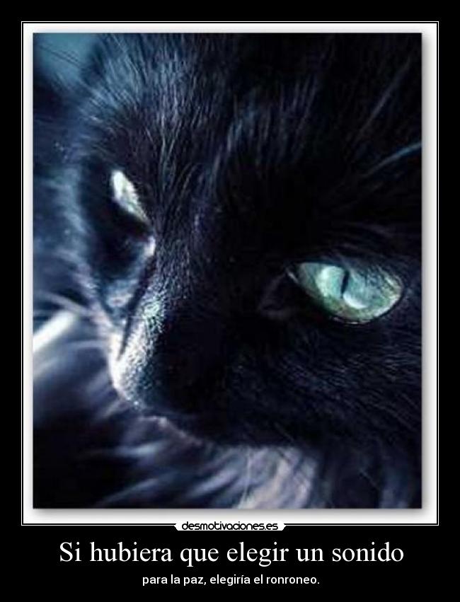 Si hubiera que elegir un sonido - para la paz, elegiría el ronroneo.