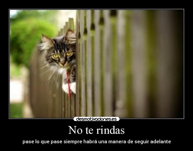 carteles rindas desmotivaciones