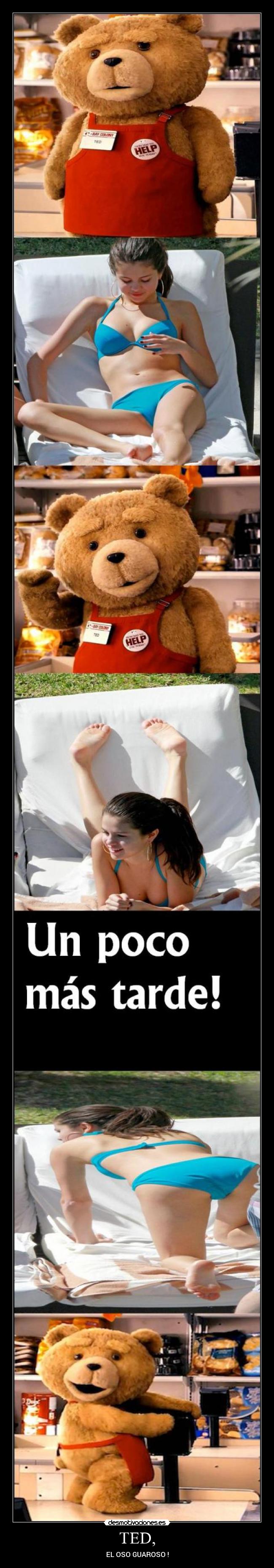TED, - EL OSO GUAROSO !