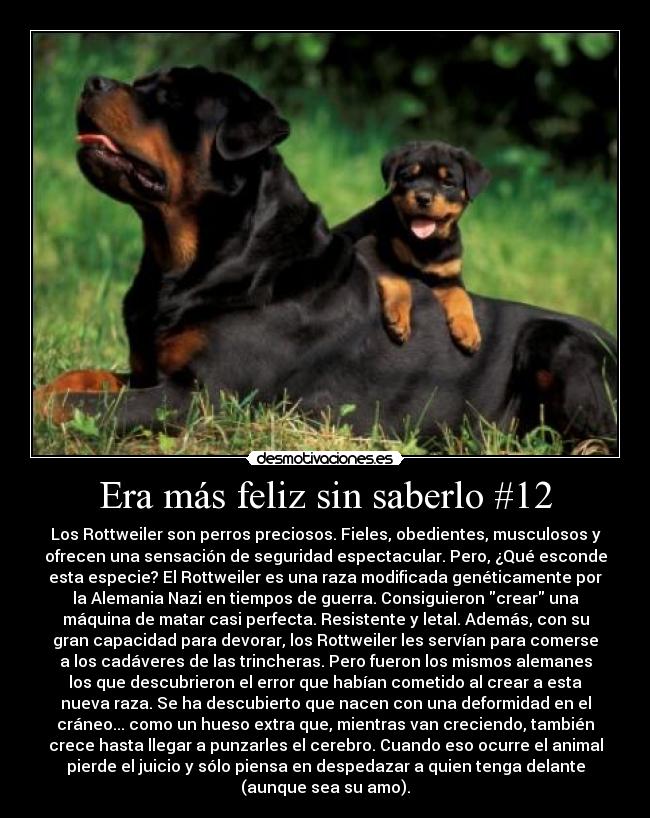 Era más feliz sin saberlo #12 - Los Rottweiler son perros preciosos. Fieles, obedientes, musculosos y
ofrecen una sensación de seguridad espectacular. Pero, ¿Qué esconde
esta especie? El Rottweiler es una raza modificada genéticamente por
la Alemania Nazi en tiempos de guerra. Consiguieron crear una
máquina de matar casi perfecta. Resistente y letal. Además, con su
gran capacidad para devorar, los Rottweiler les servían para comerse
a los cadáveres de las trincheras. Pero fueron los mismos alemanes
los que descubrieron el error que habían cometido al crear a esta
nueva raza. Se ha descubierto que nacen con una deformidad en el
cráneo... como un hueso extra que, mientras van creciendo, también
crece hasta llegar a punzarles el cerebro. Cuando eso ocurre el animal
pierde el juicio y sólo piensa en despedazar a quien tenga delante
(aunque sea su amo).