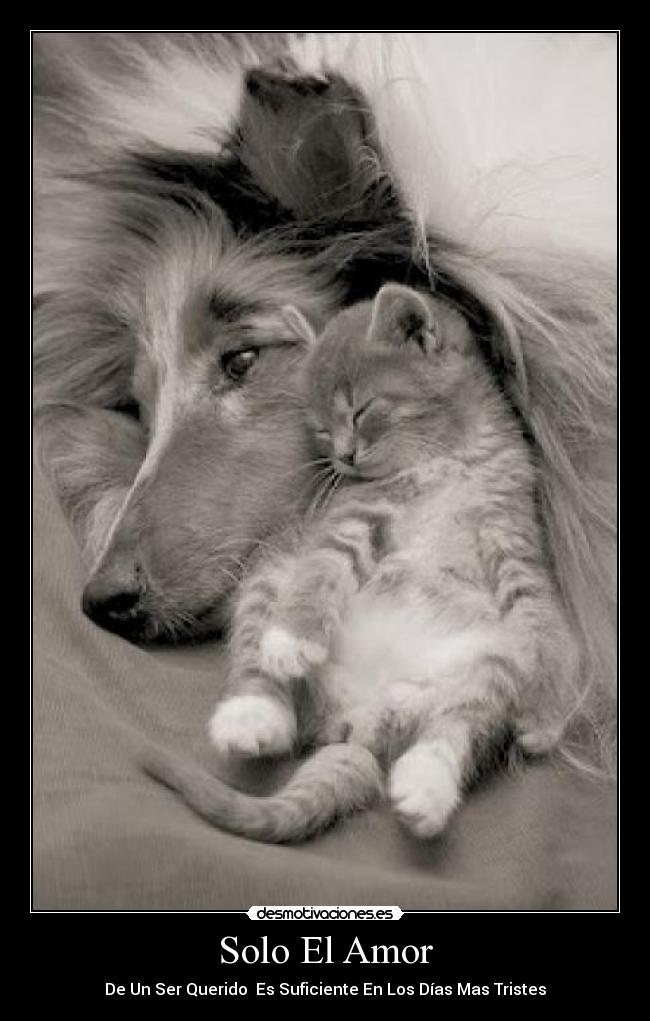 Solo El Amor - De Un Ser Querido Es Suficiente En Los Días Mas Tristes