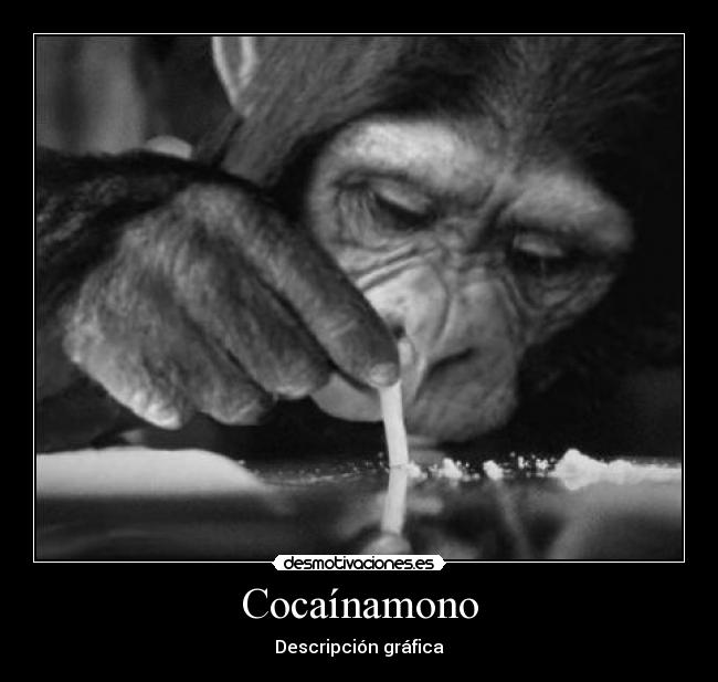 Cocaínamono - Descripción gráfica