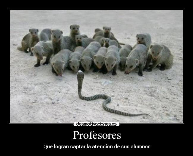 Profesores - 