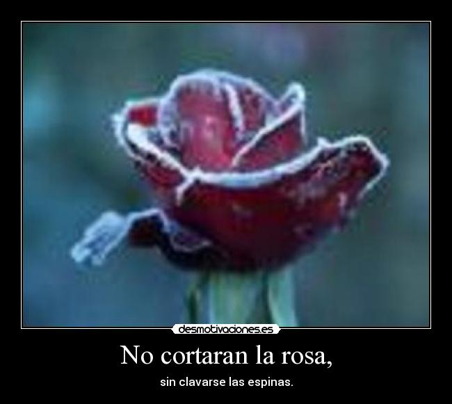No cortaran la rosa, - sin clavarse las espinas.