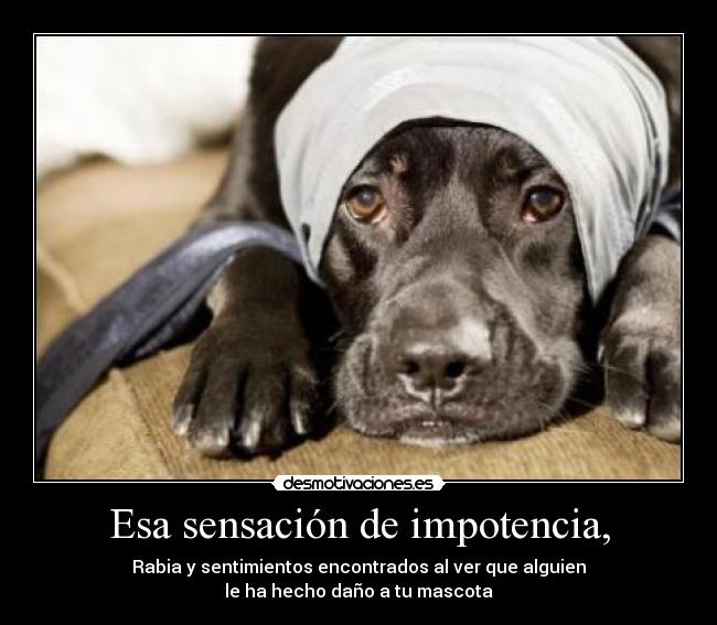 Esa sensación de impotencia, - Rabia y sentimientos encontrados al ver que alguien
le ha hecho daño a tu mascota