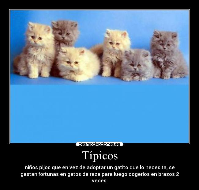 Típicos - niños pijos que en vez de adoptar un gatito que lo necesita, se
gastan fortunas en gatos de raza para luego cogerlos en brazos 2
veces.