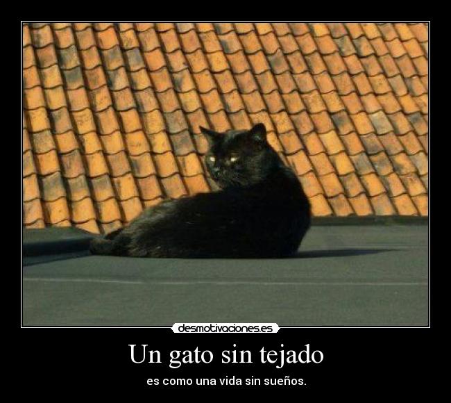 Un gato sin tejado - es como una vida sin sueños.