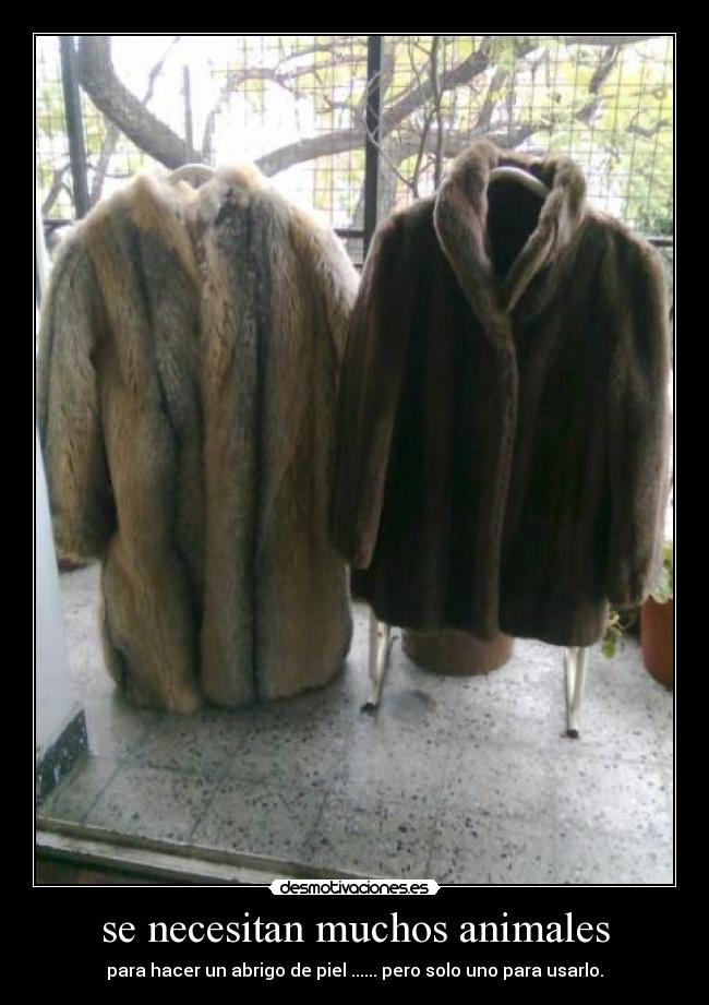 carteles animales abrigo piel desmotivaciones