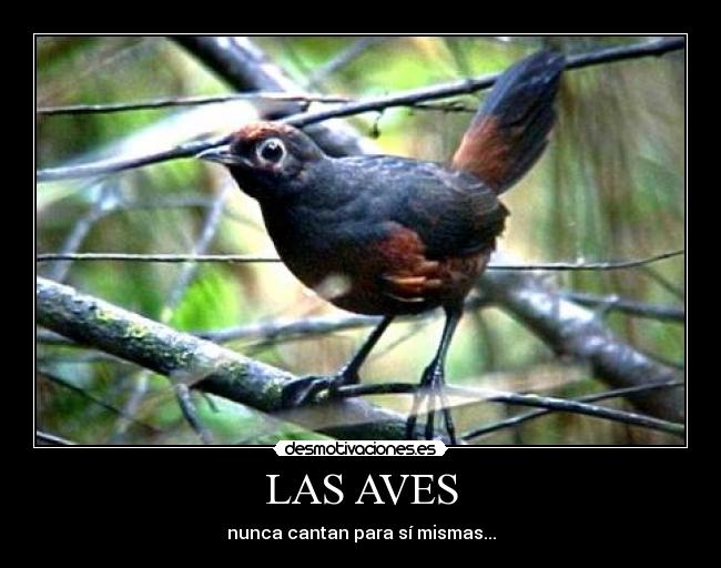 LAS AVES - nunca cantan para sí mismas...