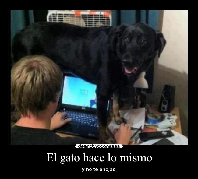 El gato hace lo mismo - y no te enojas.