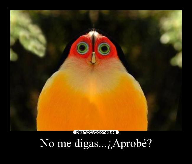 No me digas...¿Aprobé? - 