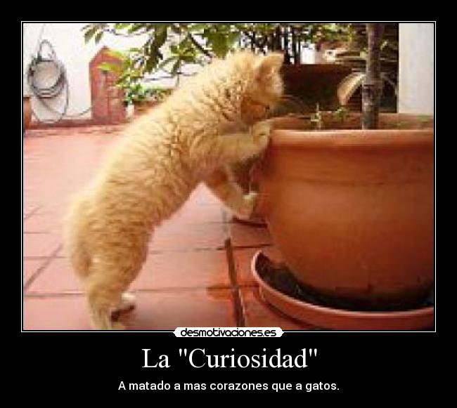 La Curiosidad - 