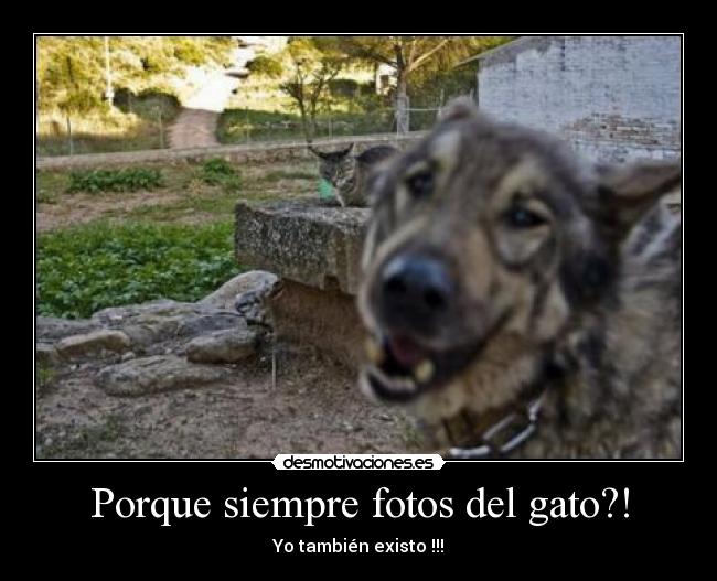 Porque siempre fotos del gato?! - 