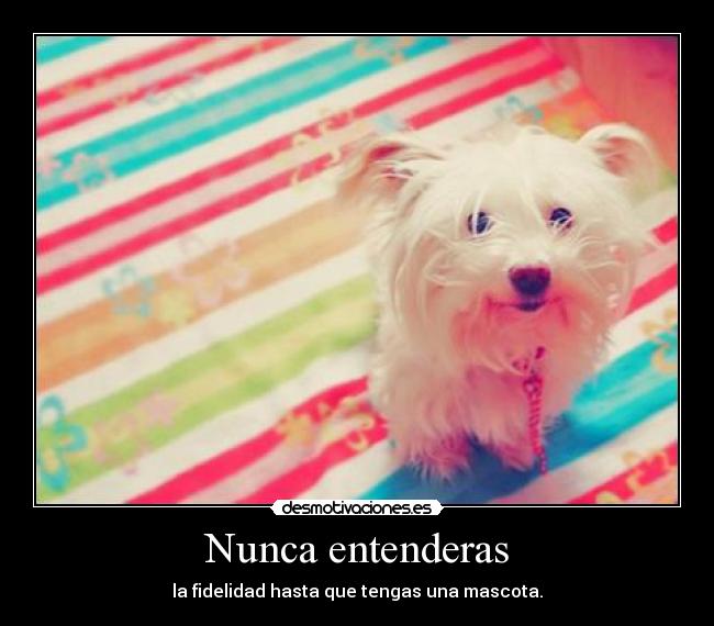 Nunca entenderas - la fidelidad hasta que tengas una mascota.