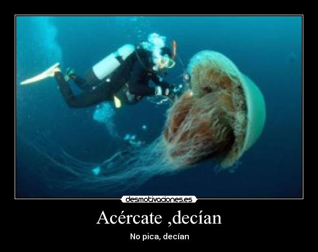 Acércate ,decían - No pica, decían