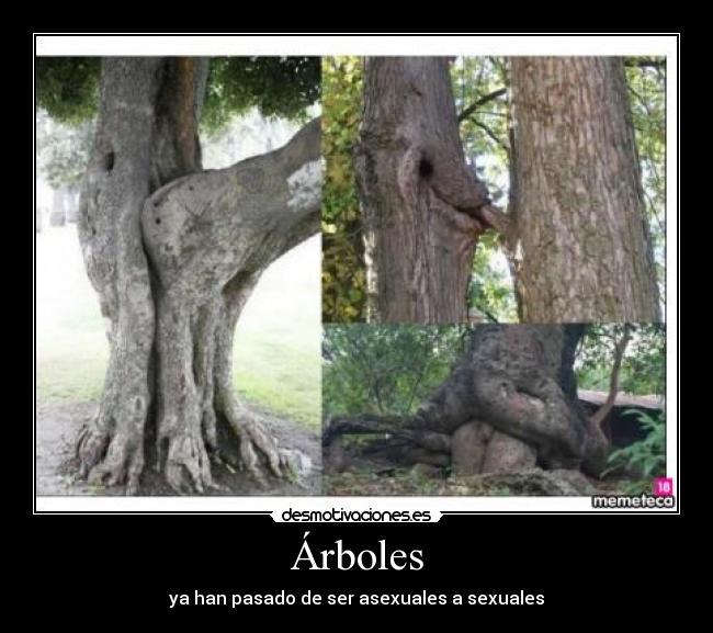 carteles arboles asexual sexual desmotivaciones