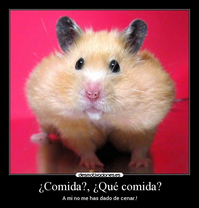 carteles comida comida asahgadf quiero regresar mis carteles hamsters clanbloodlovers pero extranare sangre uwu desmotivaciones