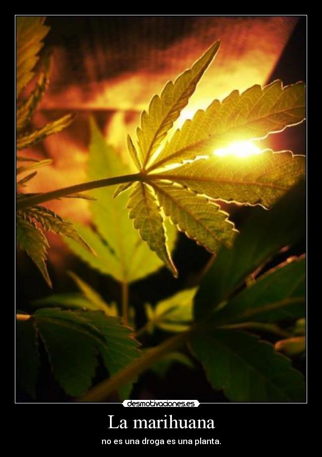 La marihuana -