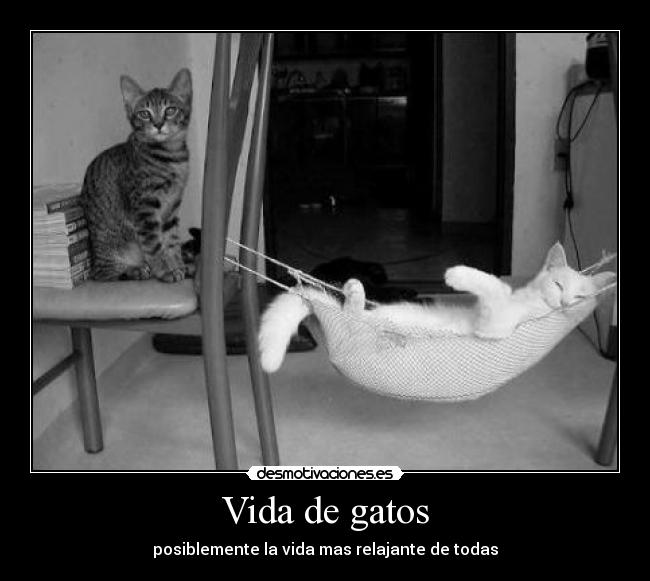Vida de gatos - 